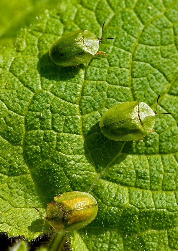 Cassida viridis