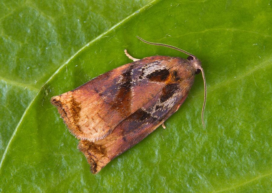Archips podana