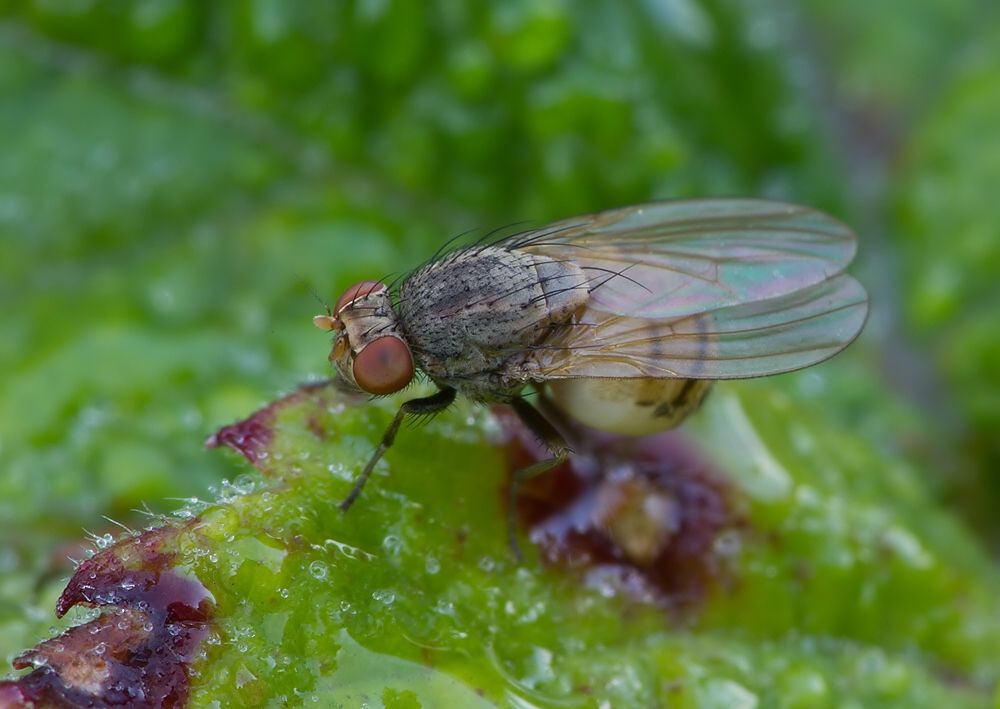 Minettia fasciata