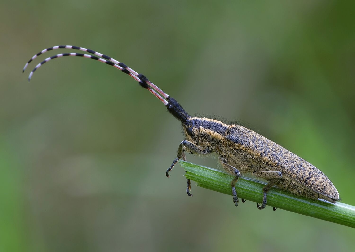 Agapanthia dahli