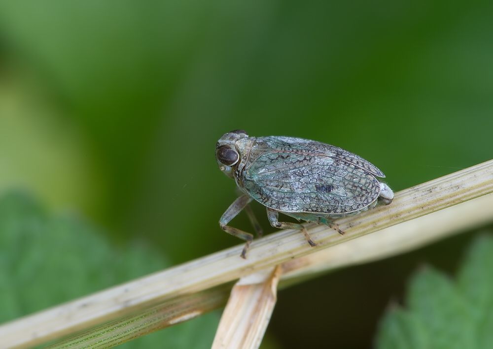 Issus coleoptratus
