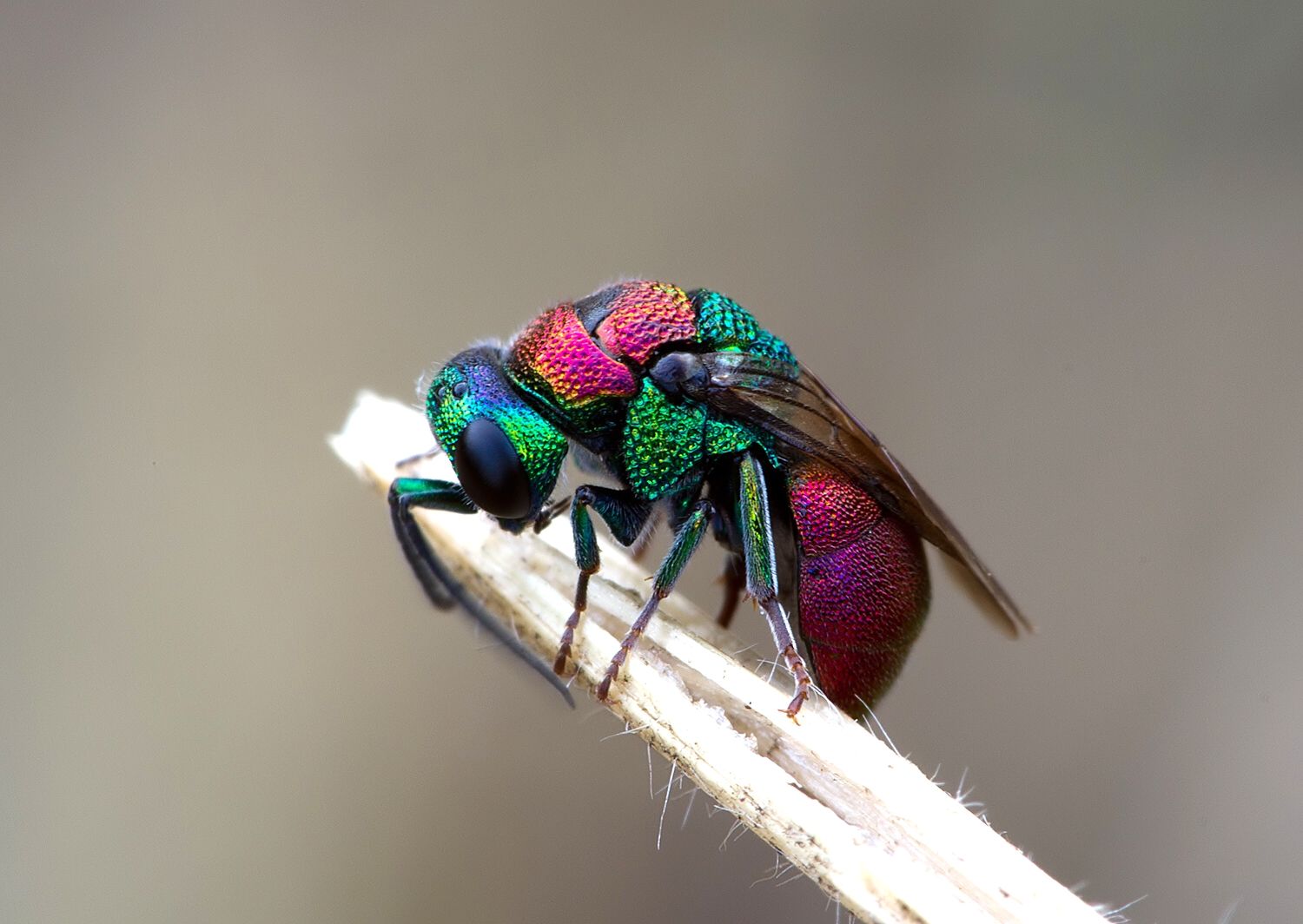 Hedychrum nobile