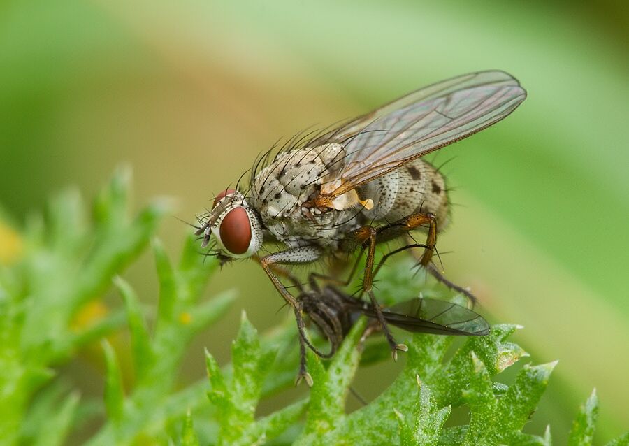 Coenosia tigrina