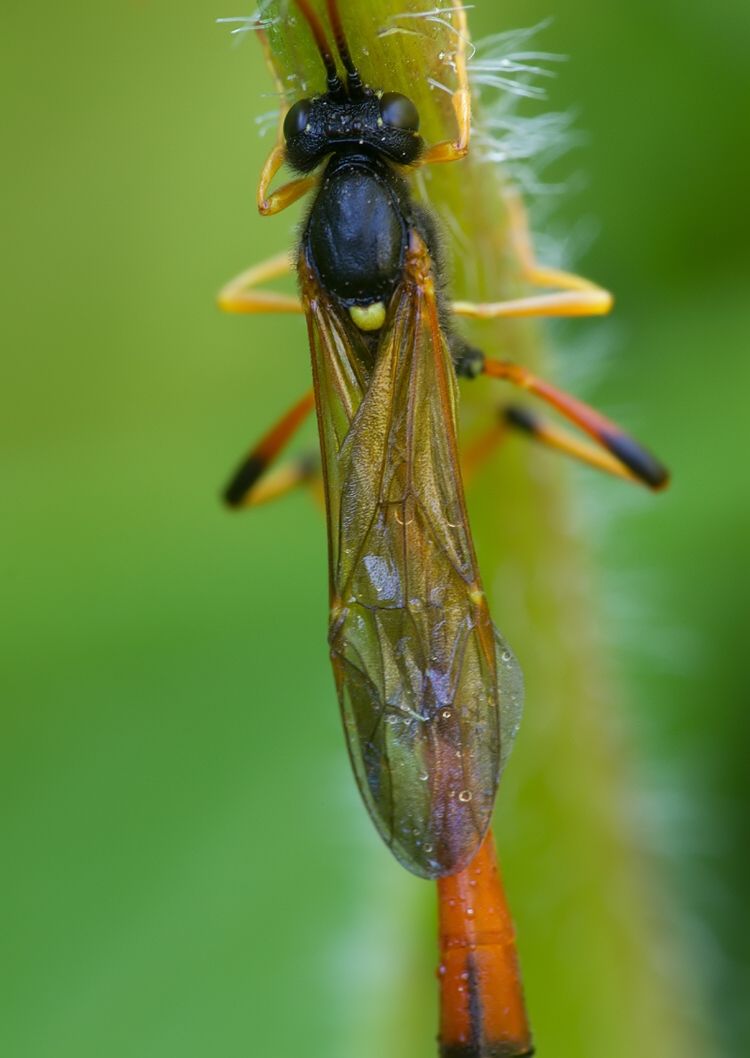 Therion circumflexum