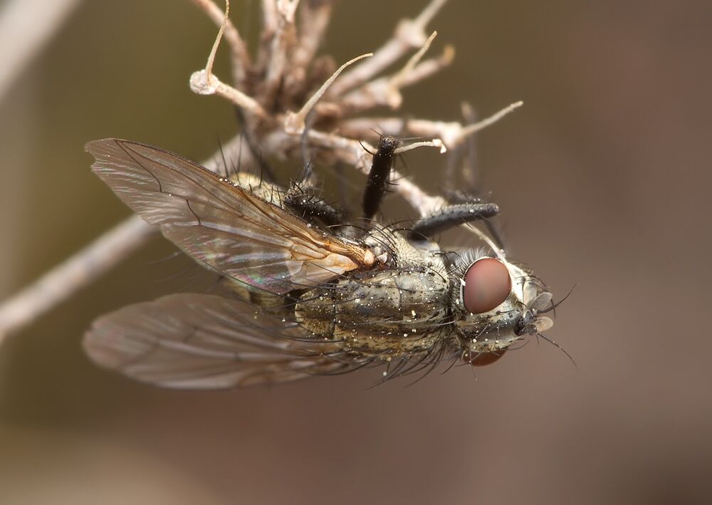 Macronychia agrestis
