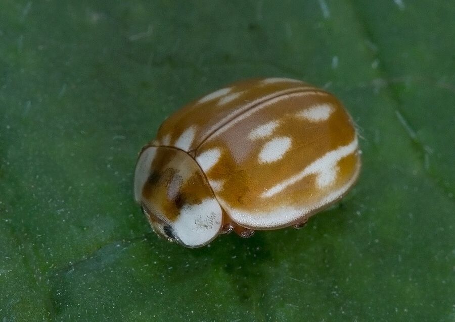 Myzia oblongoguttata