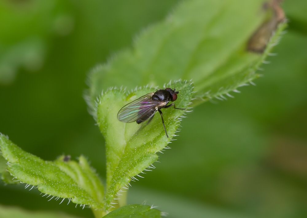 Ophiomyia nasuta
