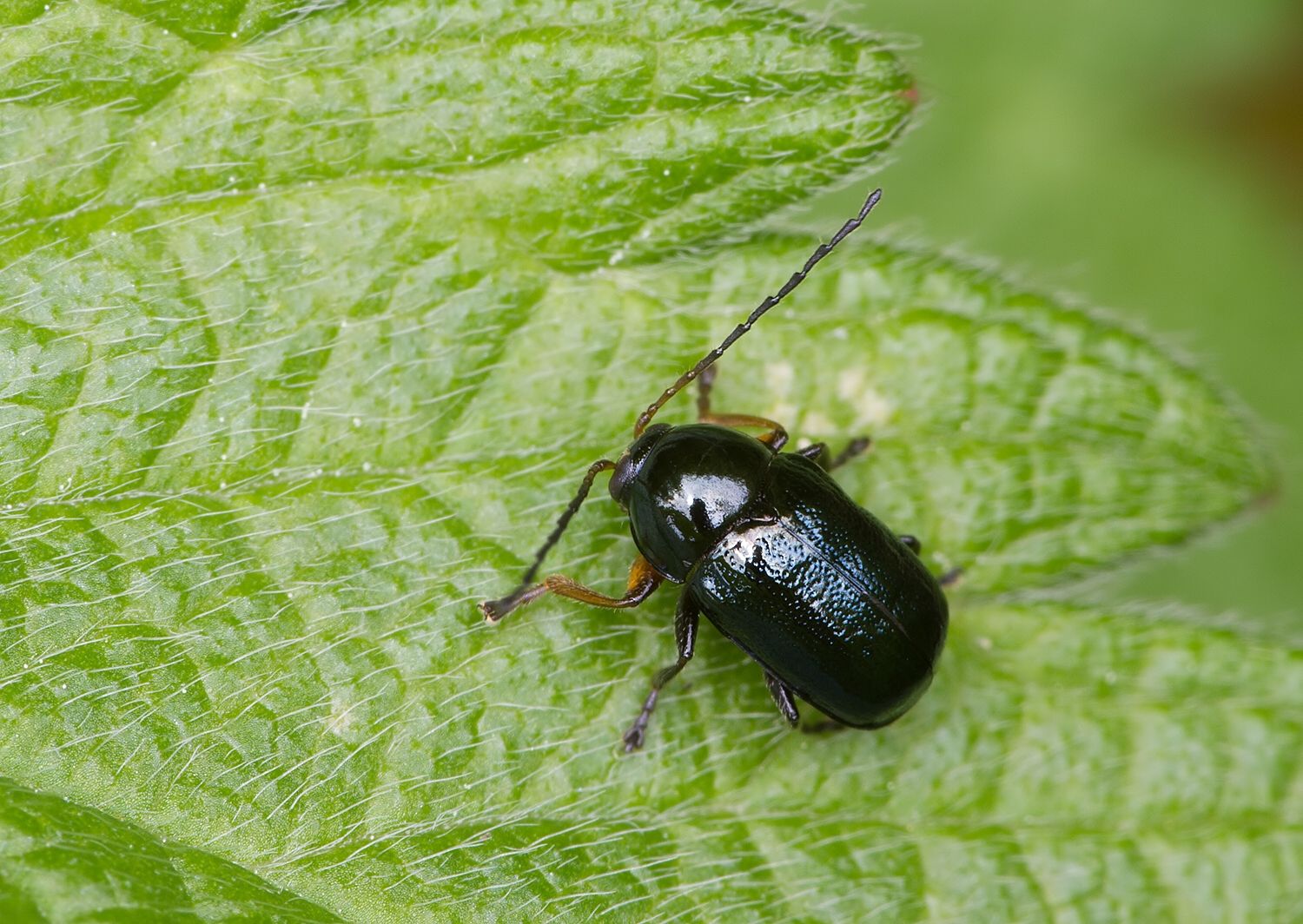 Cryptocephalus nitidulus