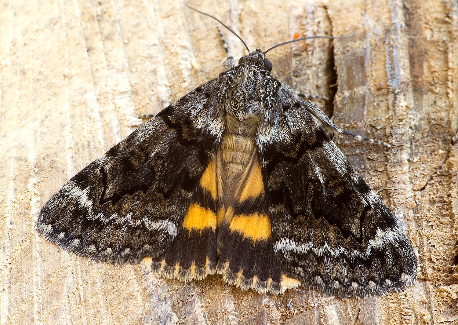 Catocala nymphagoga