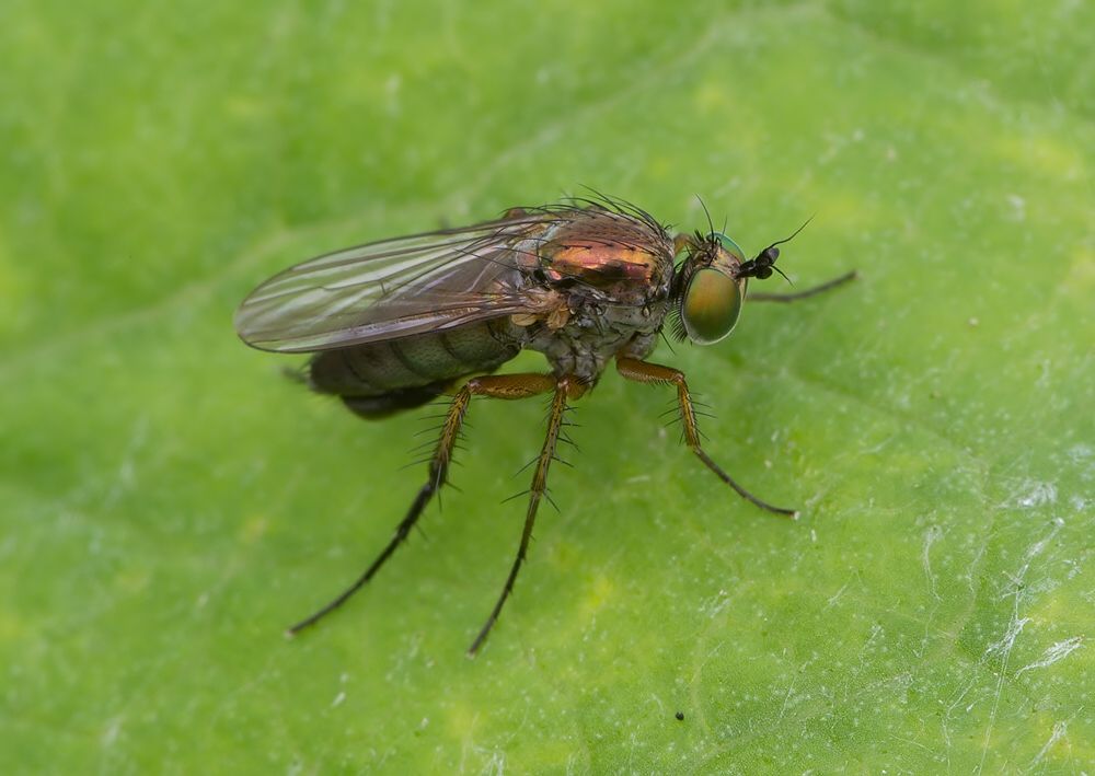 Dolichopus ungulatus
