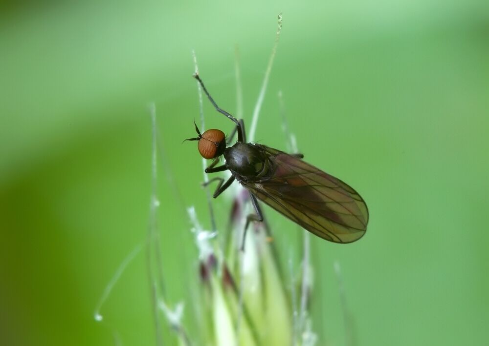 Bicellaria nigra