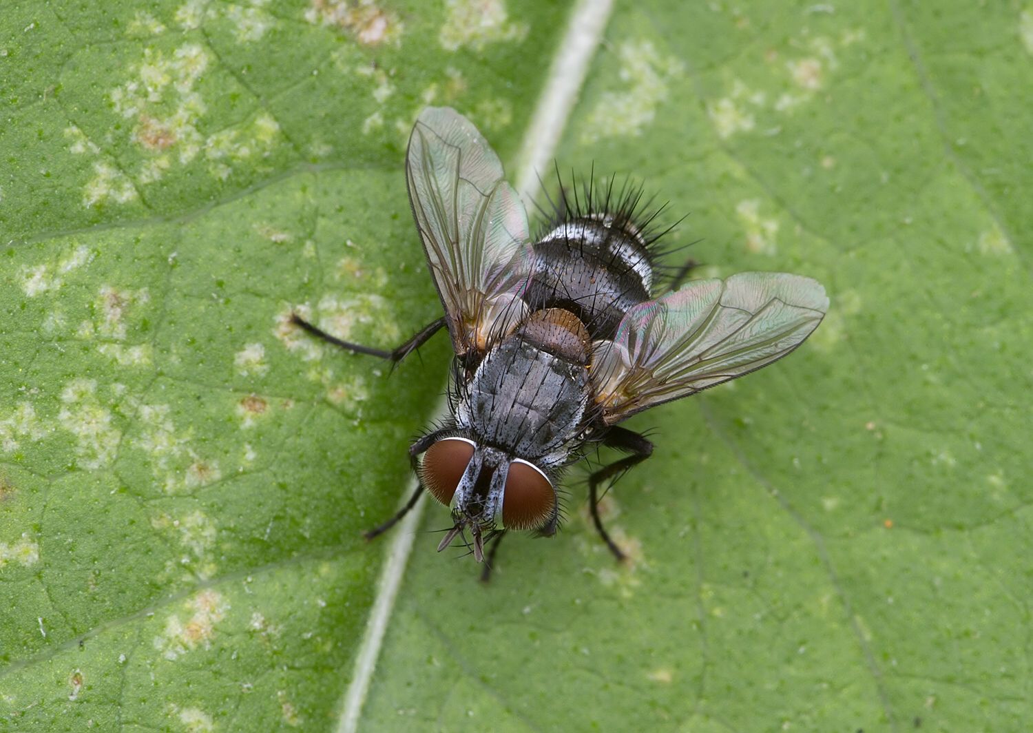 Carcelia lucorum