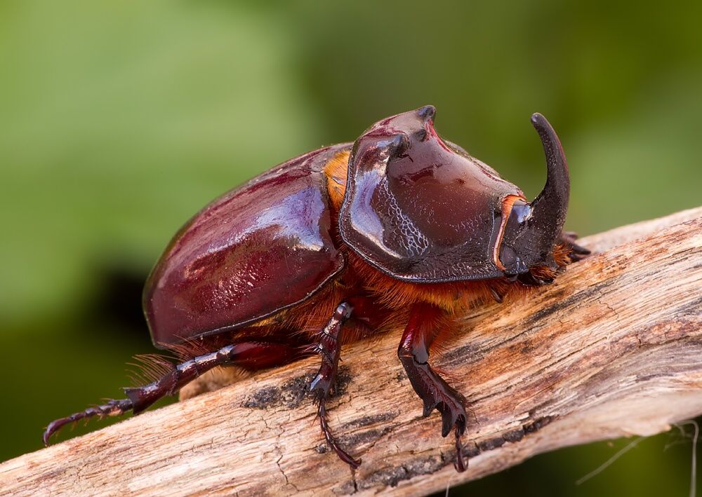 Oryctes nasicornis