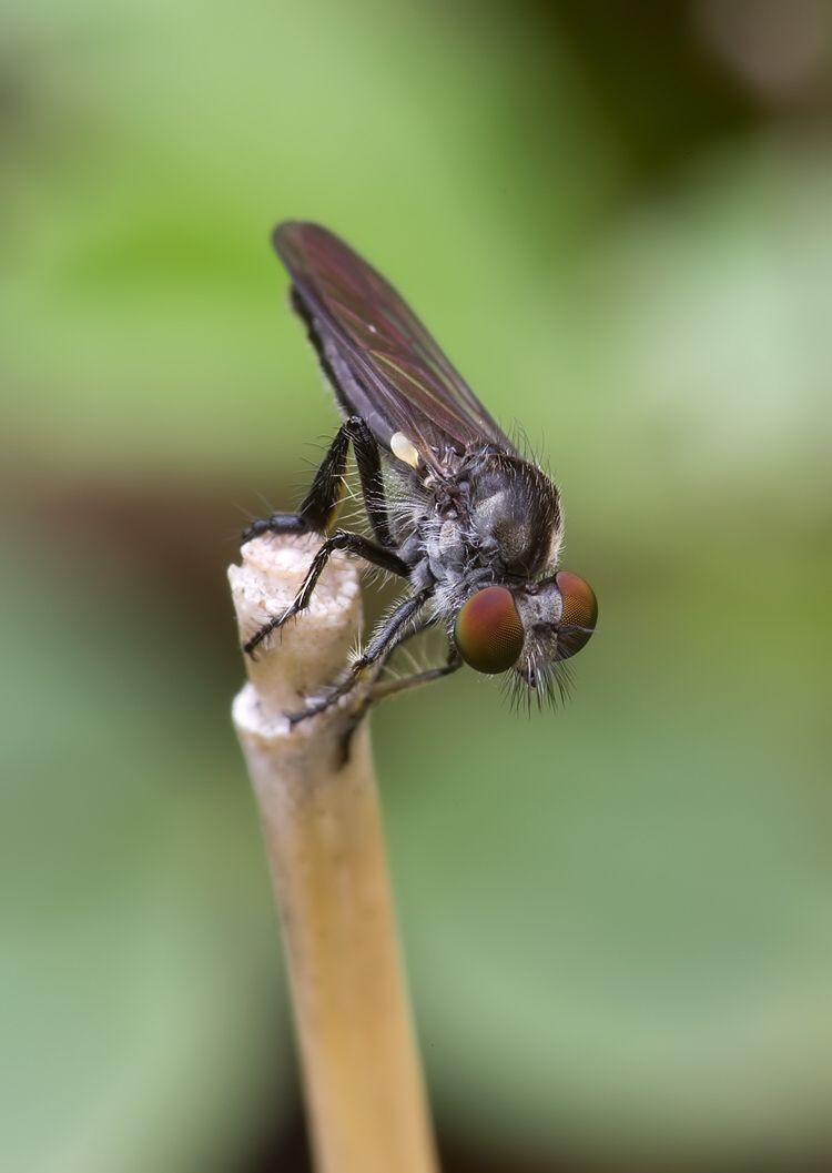 Holopogon fumipennis