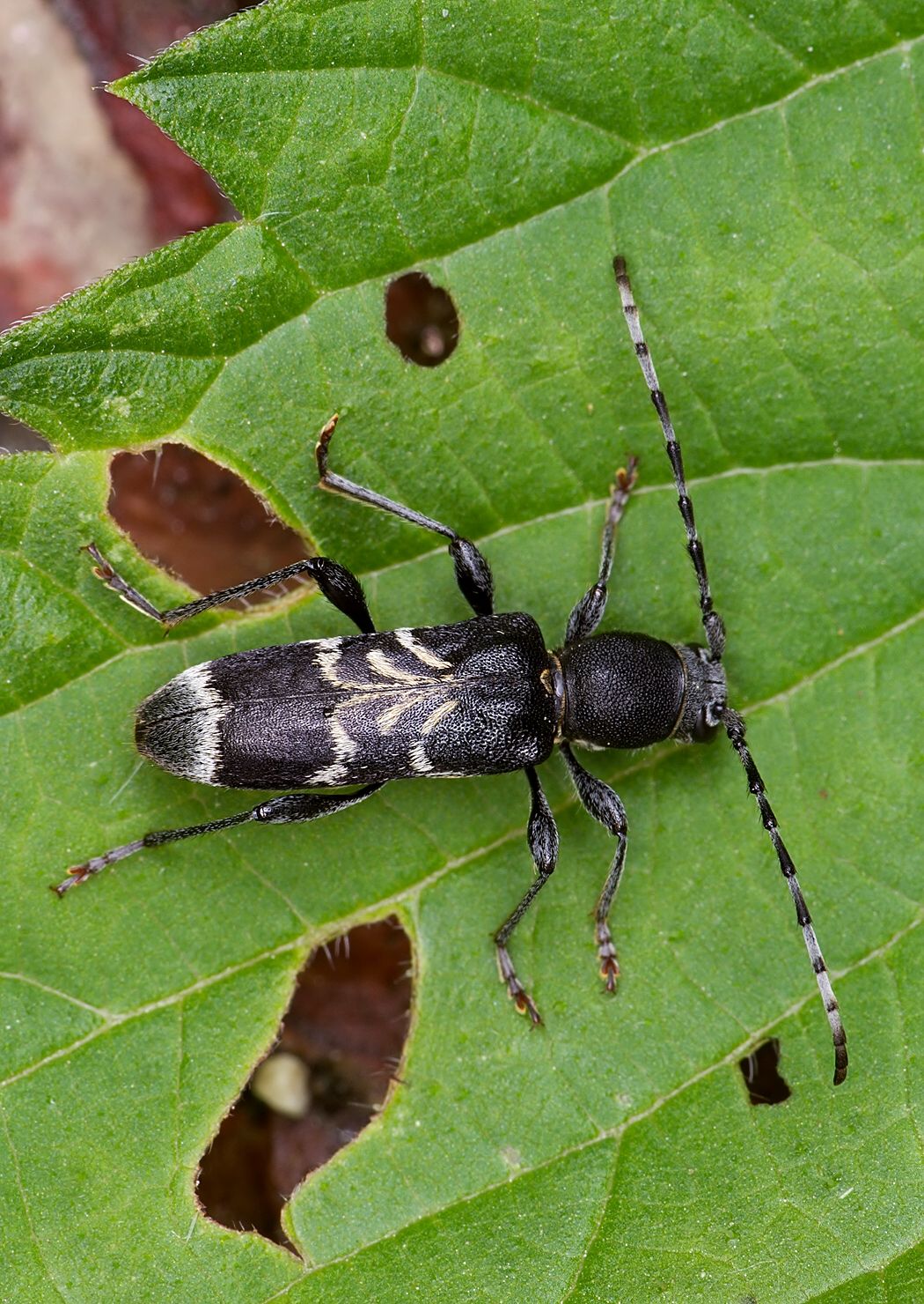 Anaglyptus mysticus