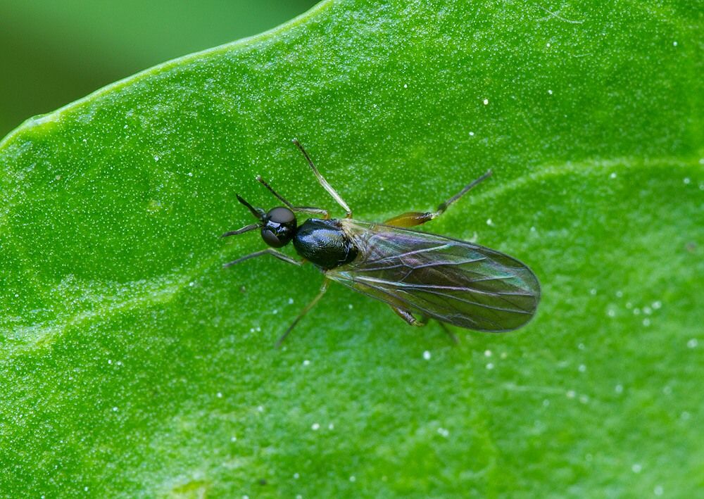 Oedalea flavipes