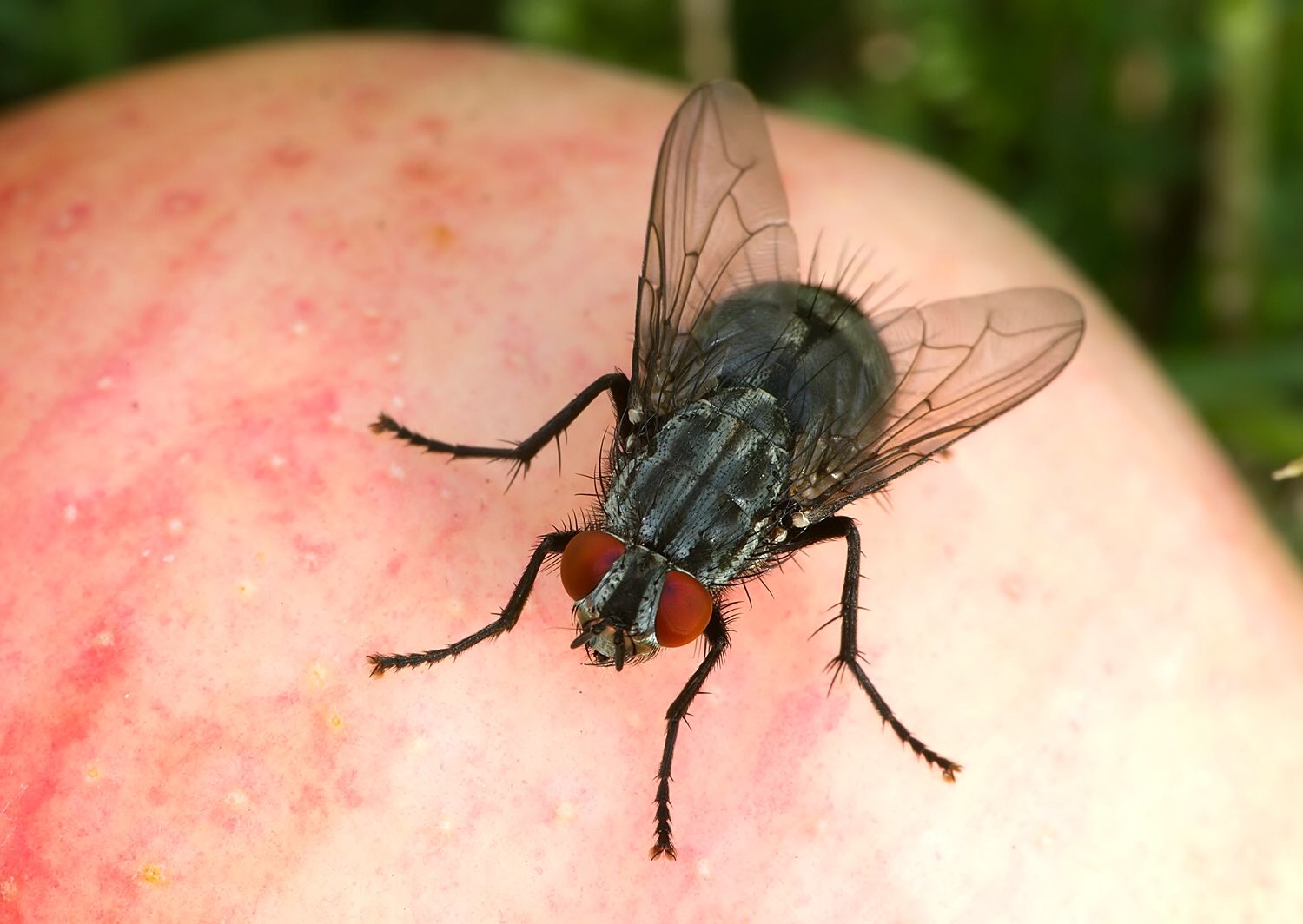Sarcophaga carnaria