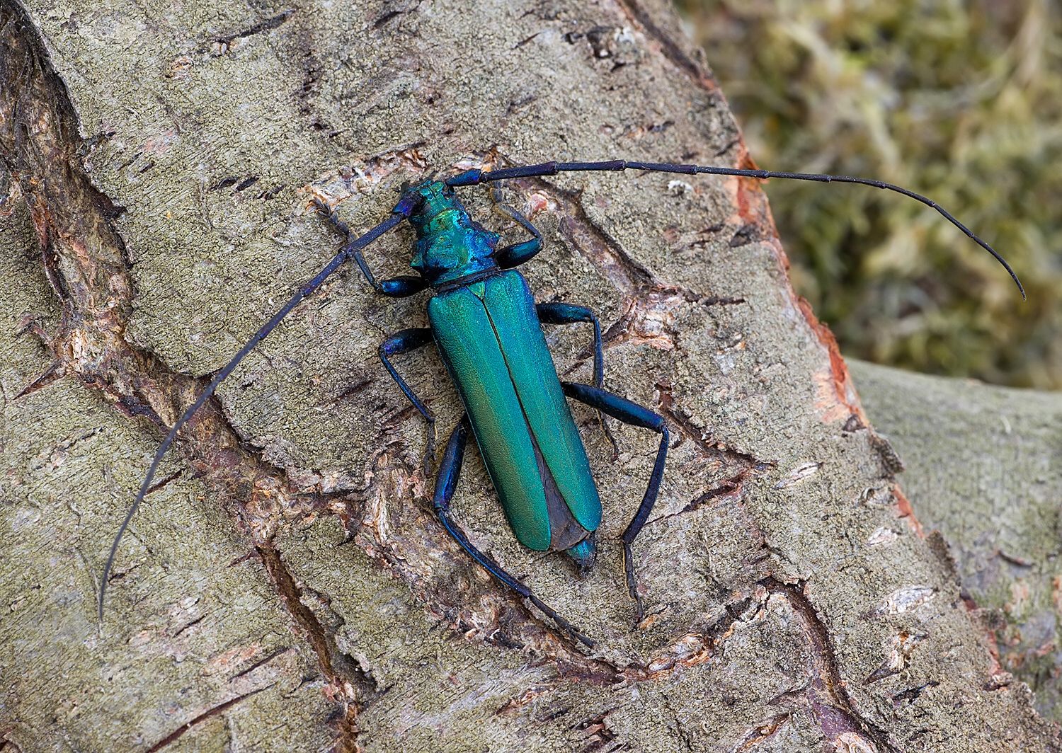 Aromia moschata
