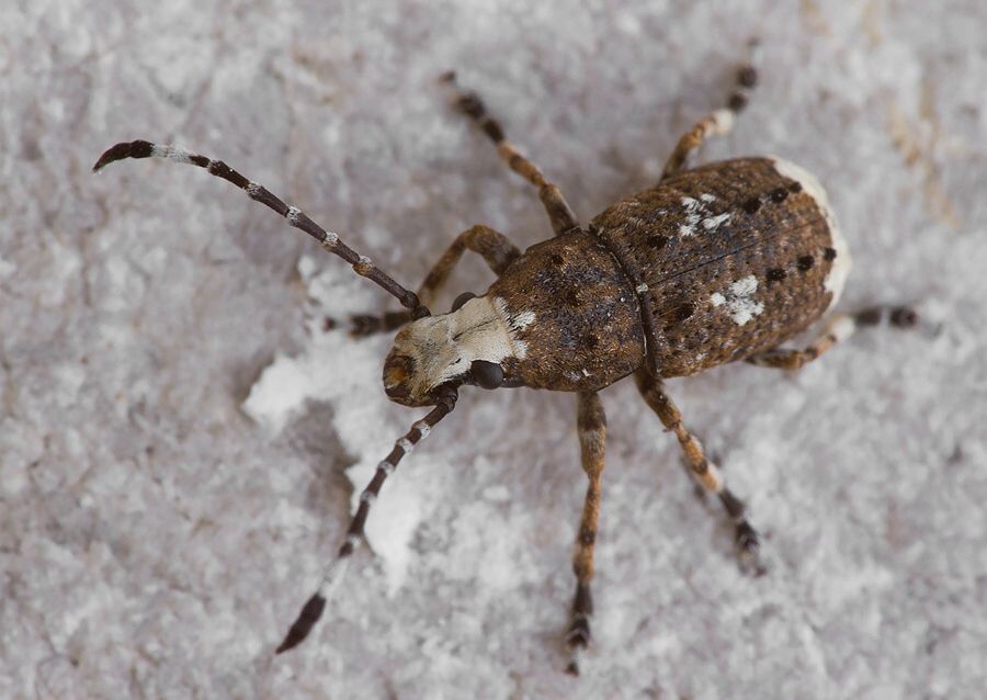Platystomos albinus