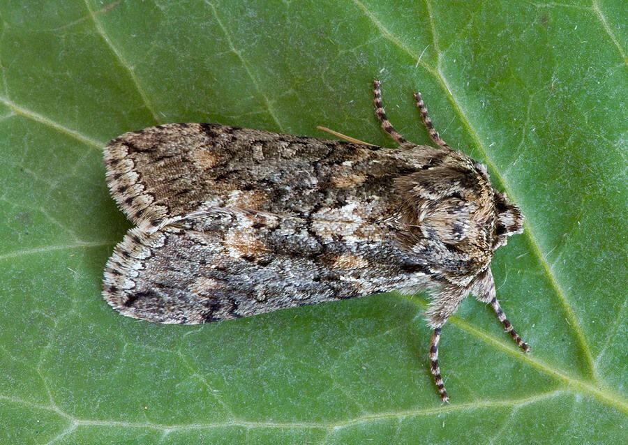 Polyploca ridens
