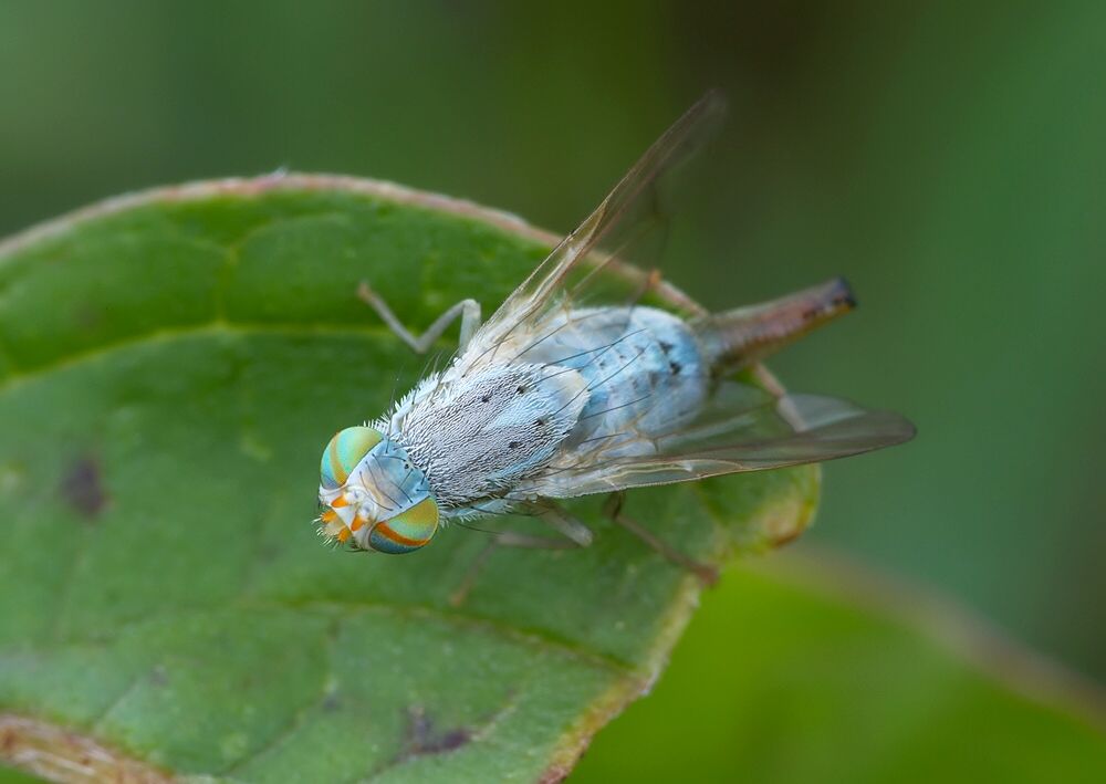 Terellia longicauda