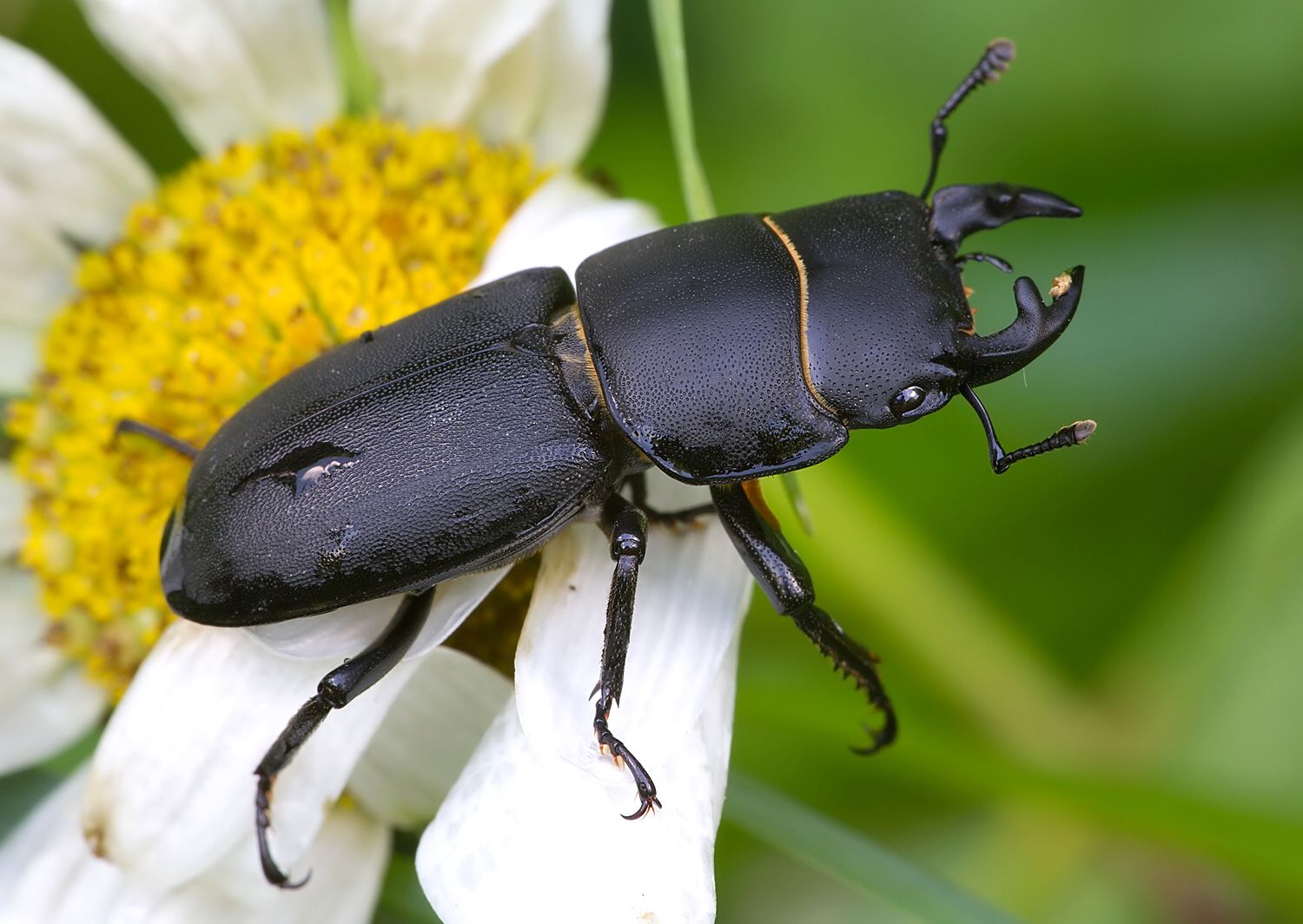 Dorcus parallelipipedus