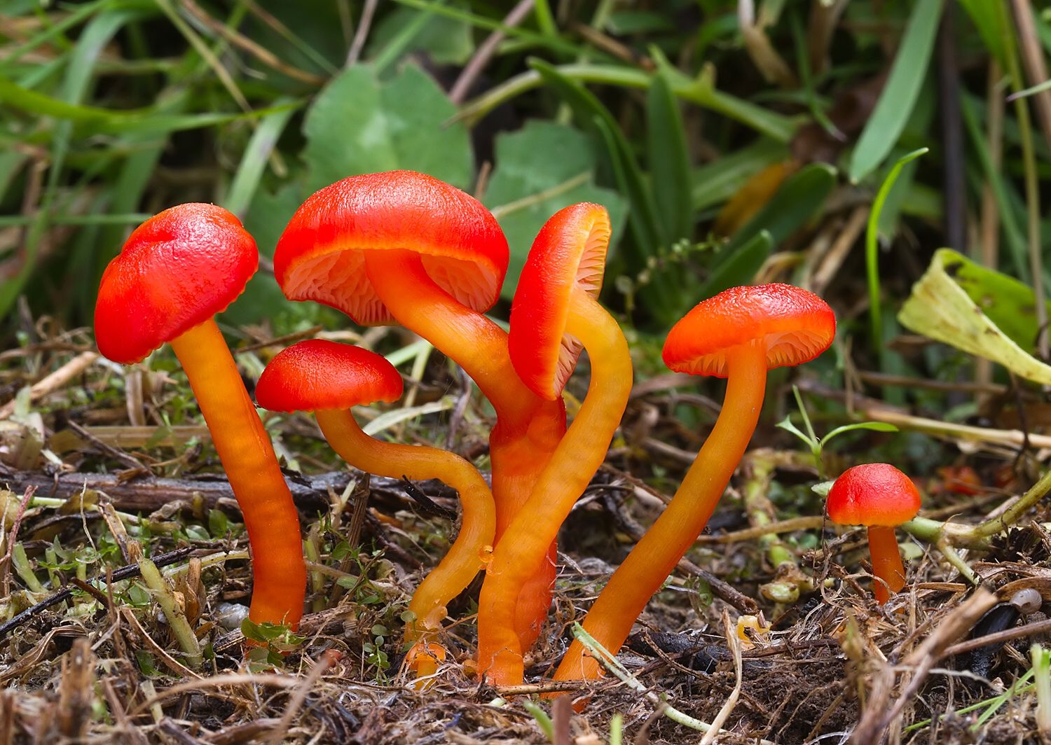 Hygrocybe sp.