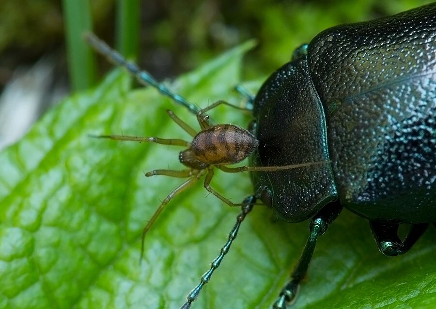 Tenuiphantes cf. cristatus