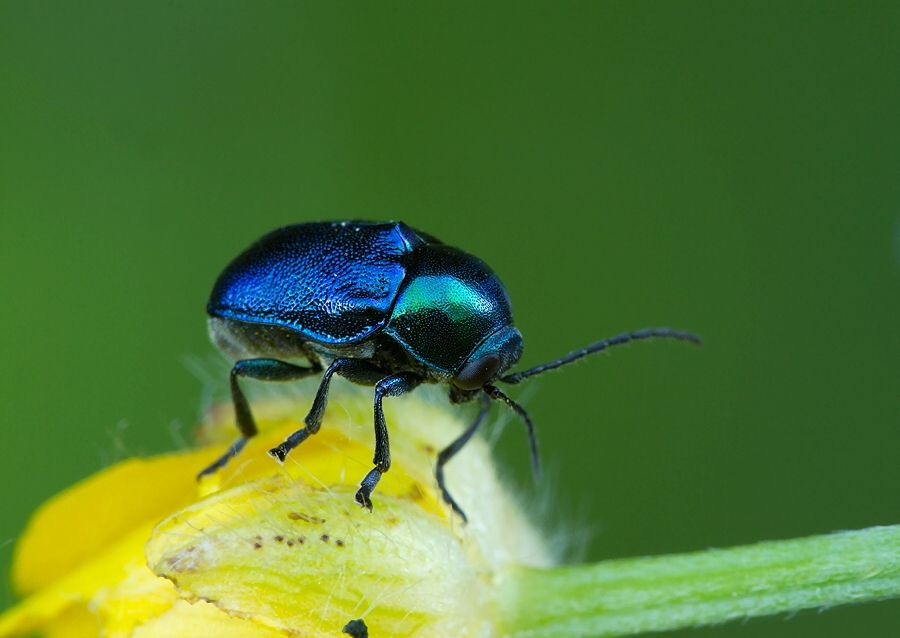 Cryptocephalus sericeus