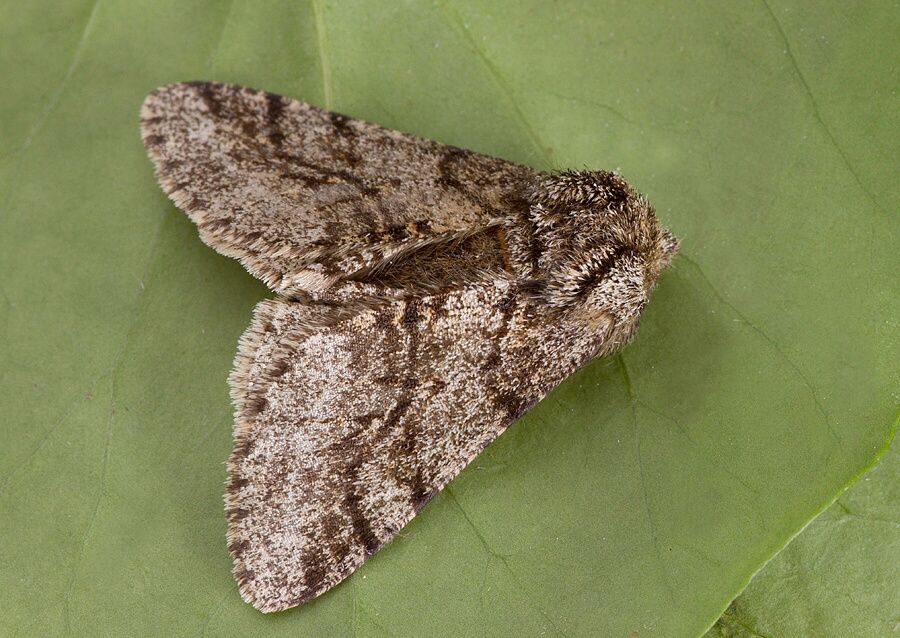 Lycia hirtaria