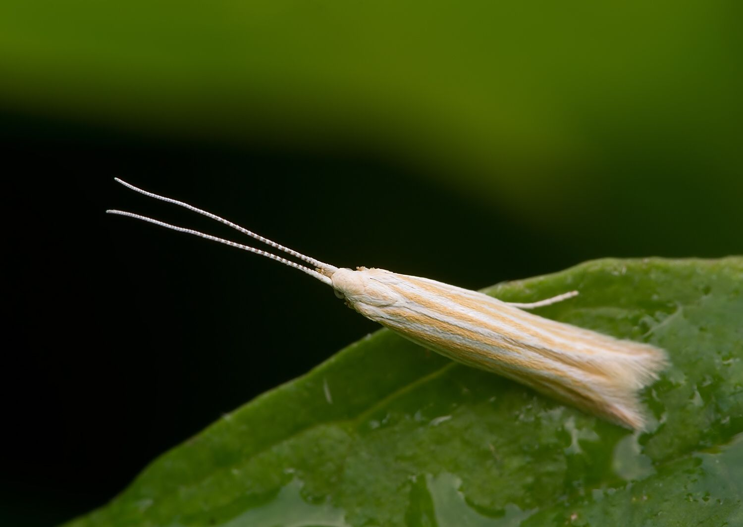 Coleophora lineolea cf.