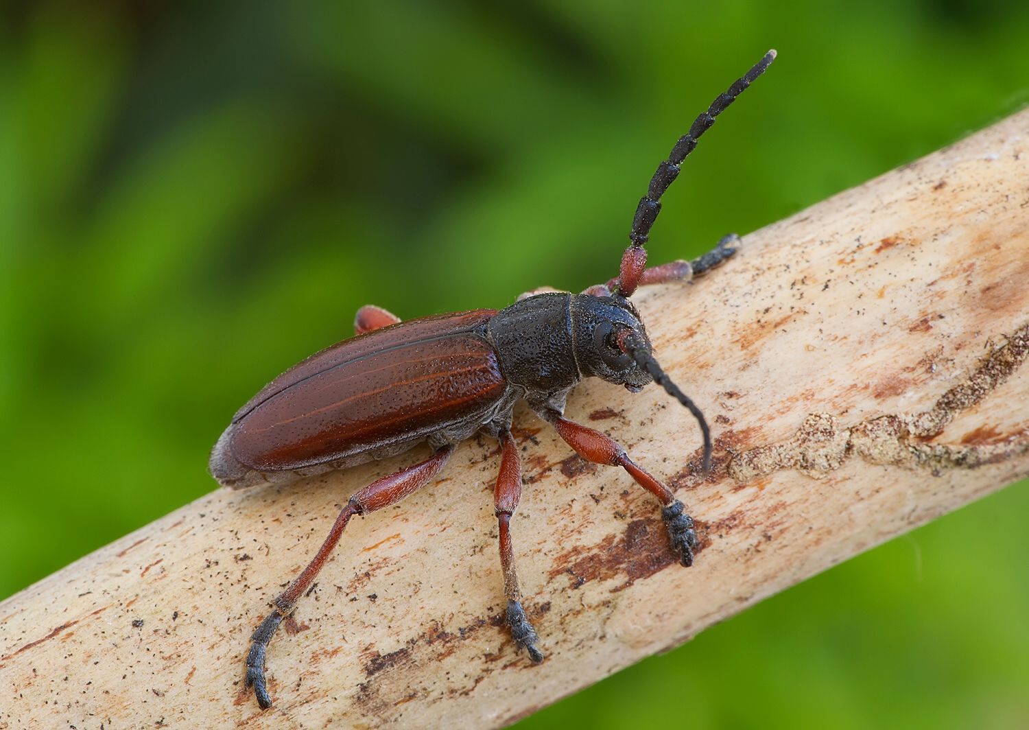 Carinatodorcadion fulvum