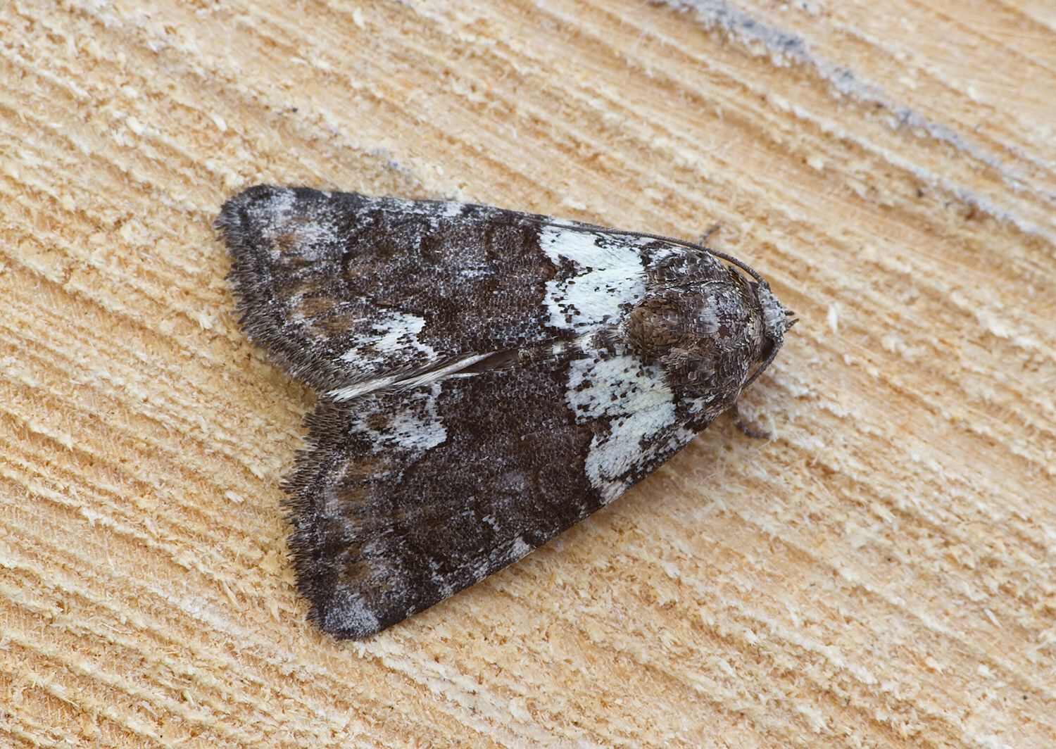 Cryphia ereptricula