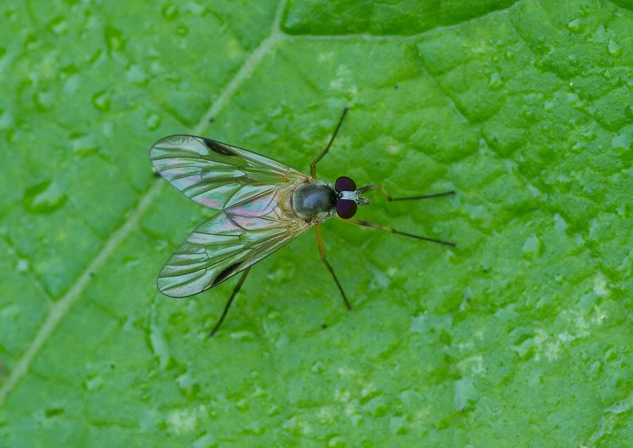 Rhagio conspicuus