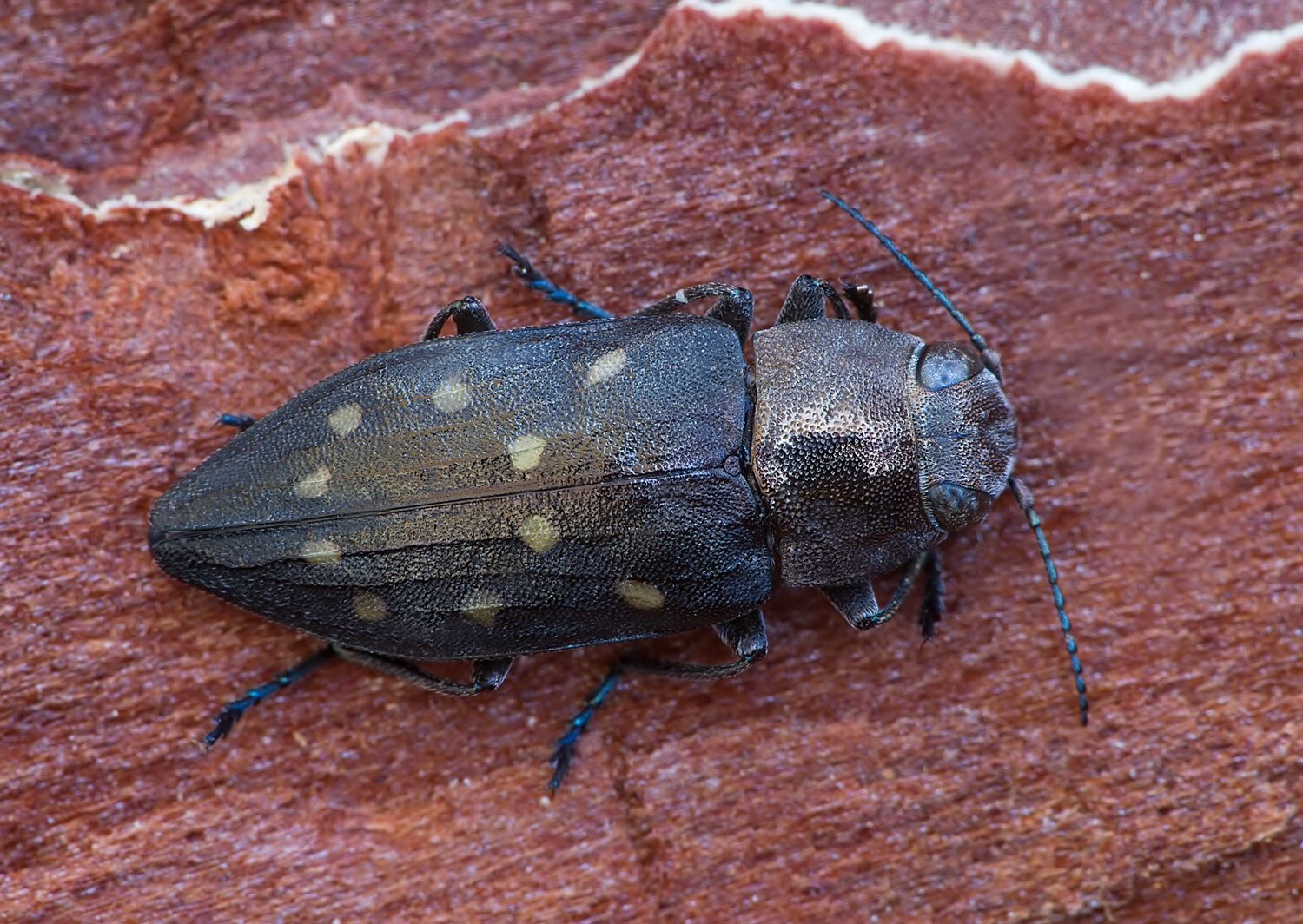 Trachypteris picta