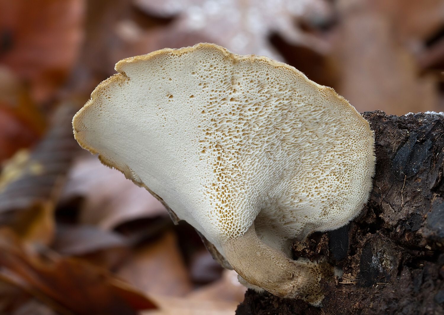 Polyporus brumalis