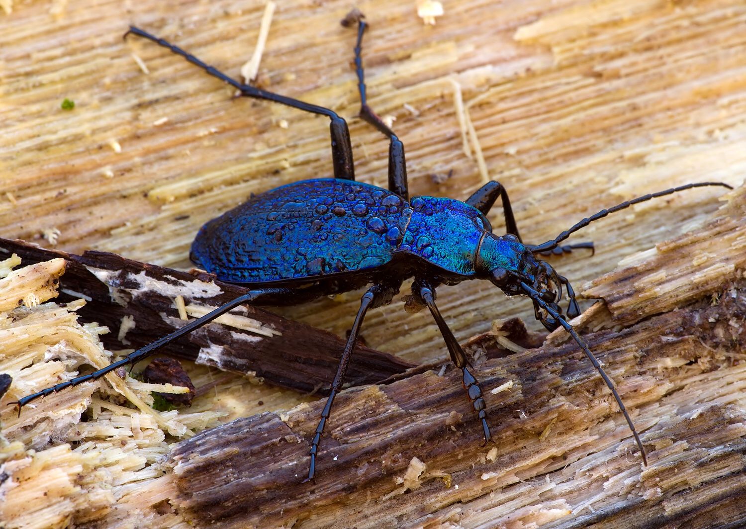 Carabus intricatus