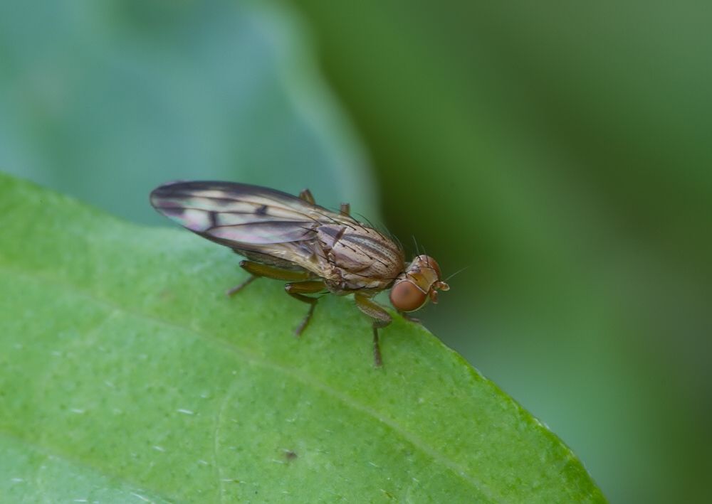 Opomyza petrei
