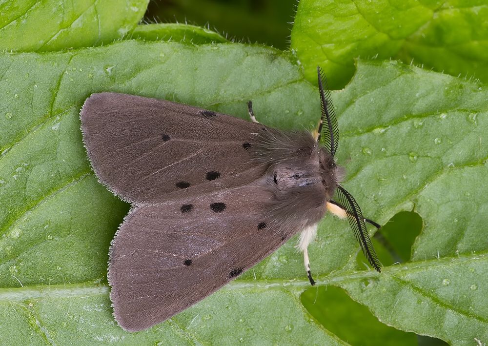 Diaphora mendica