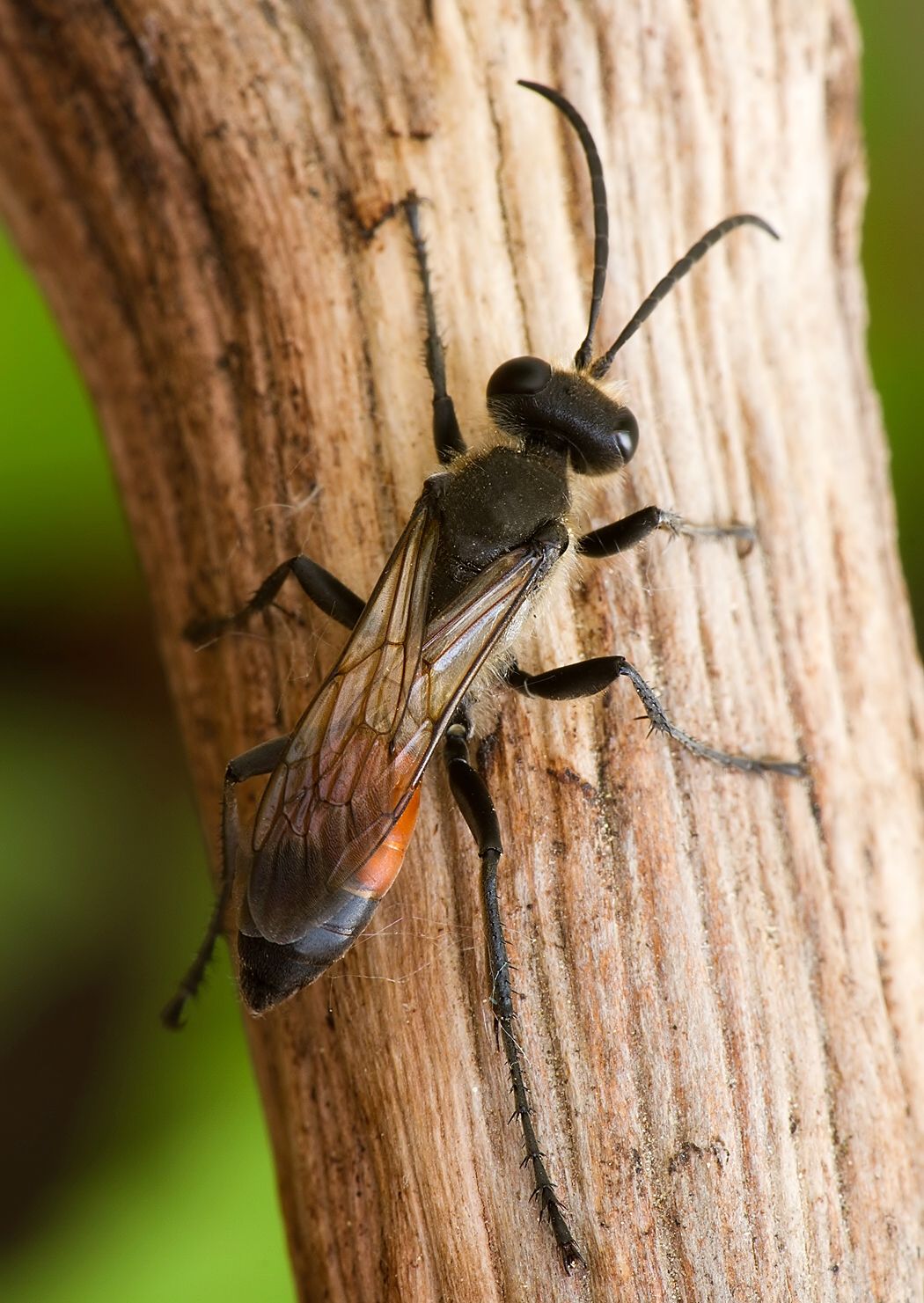 Sphex funerarius