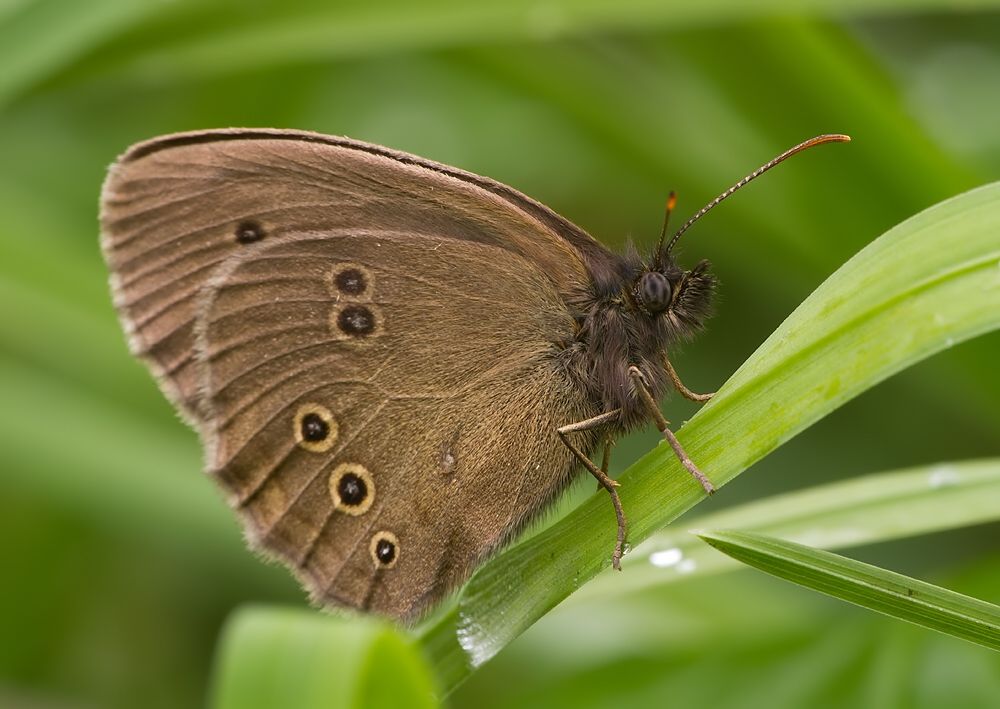 Aphantopus hyperantus