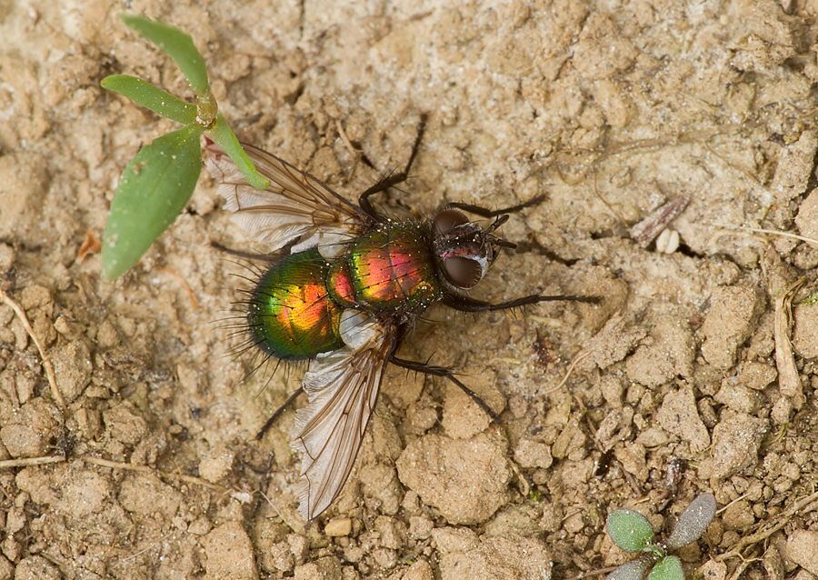 Chrysosomopsis aurata