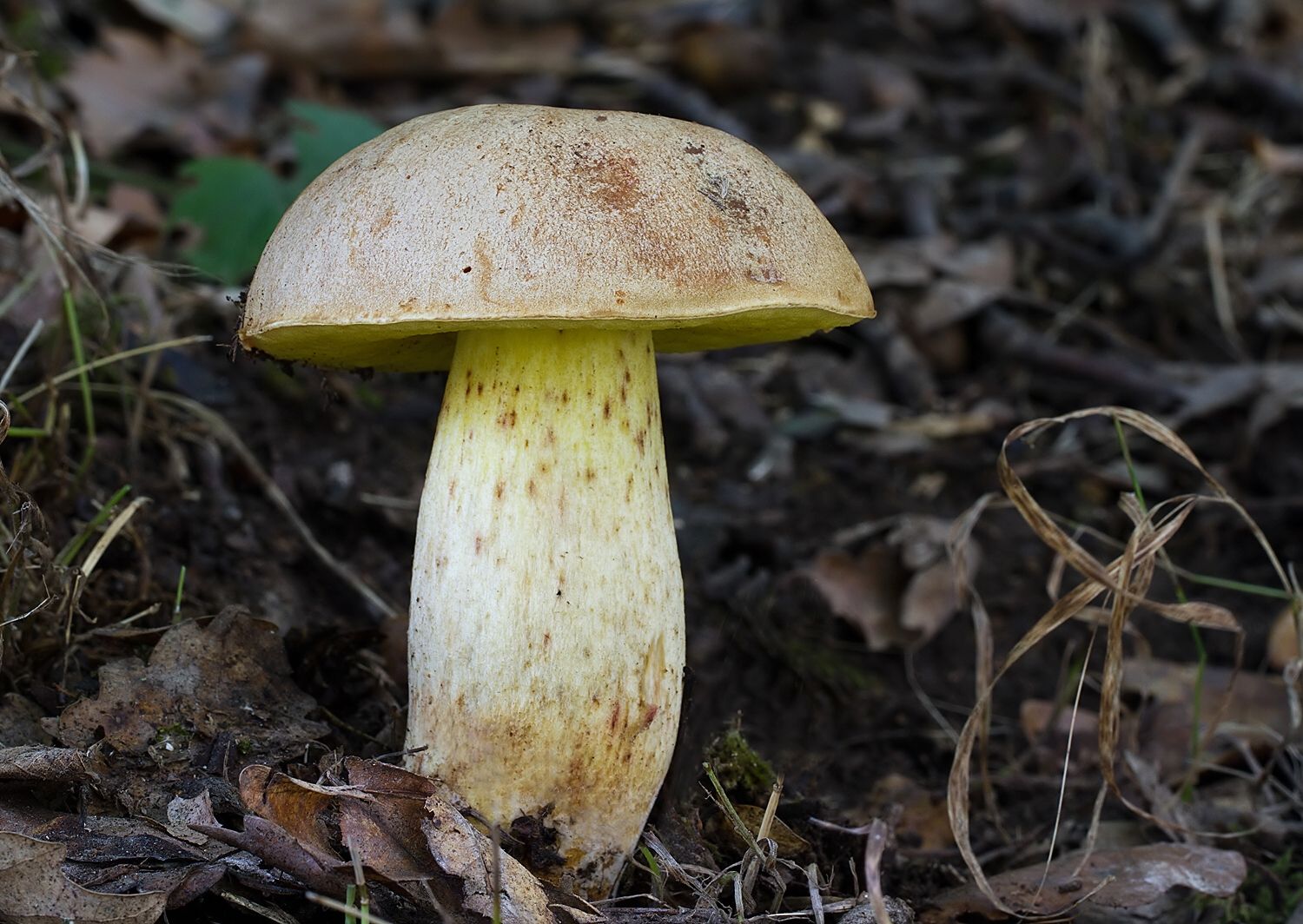 Hemileccinum impolitum