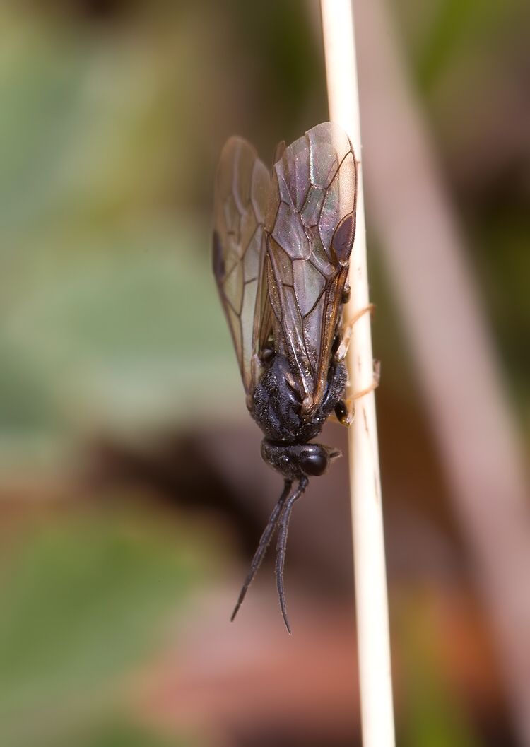 Cladius pectinicornis