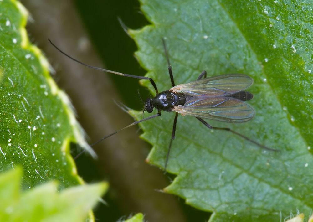 Microtendipes pedellus