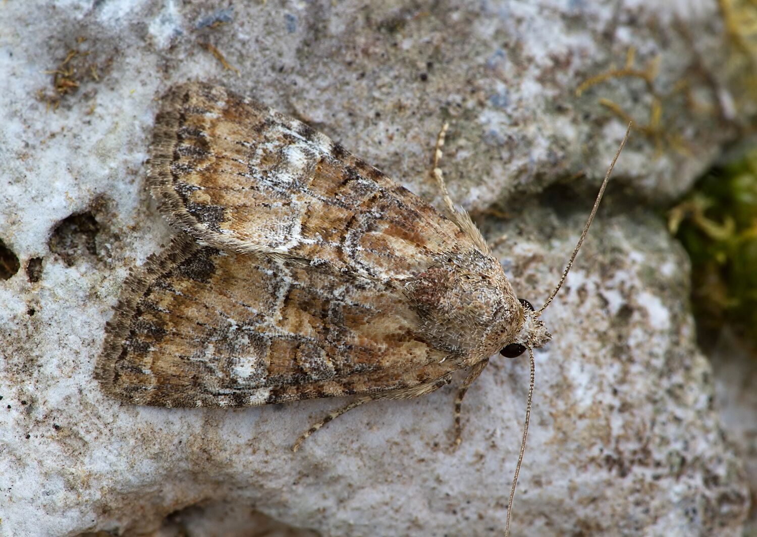 Litoligia literosa