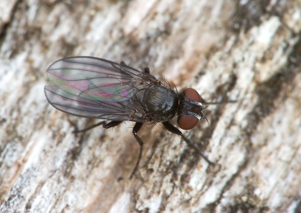 Morellia aenescens