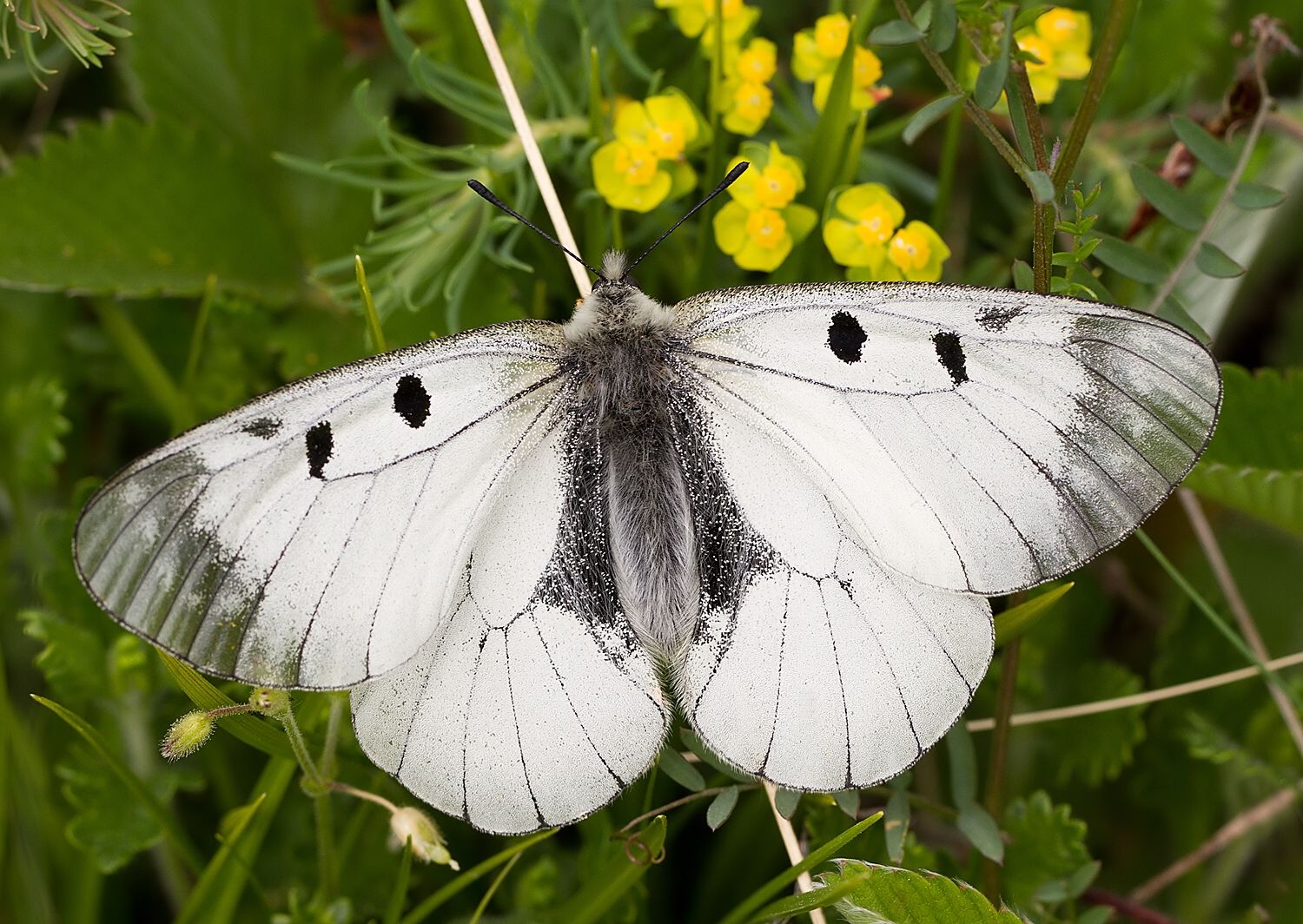 Parnassius mnemosyne
