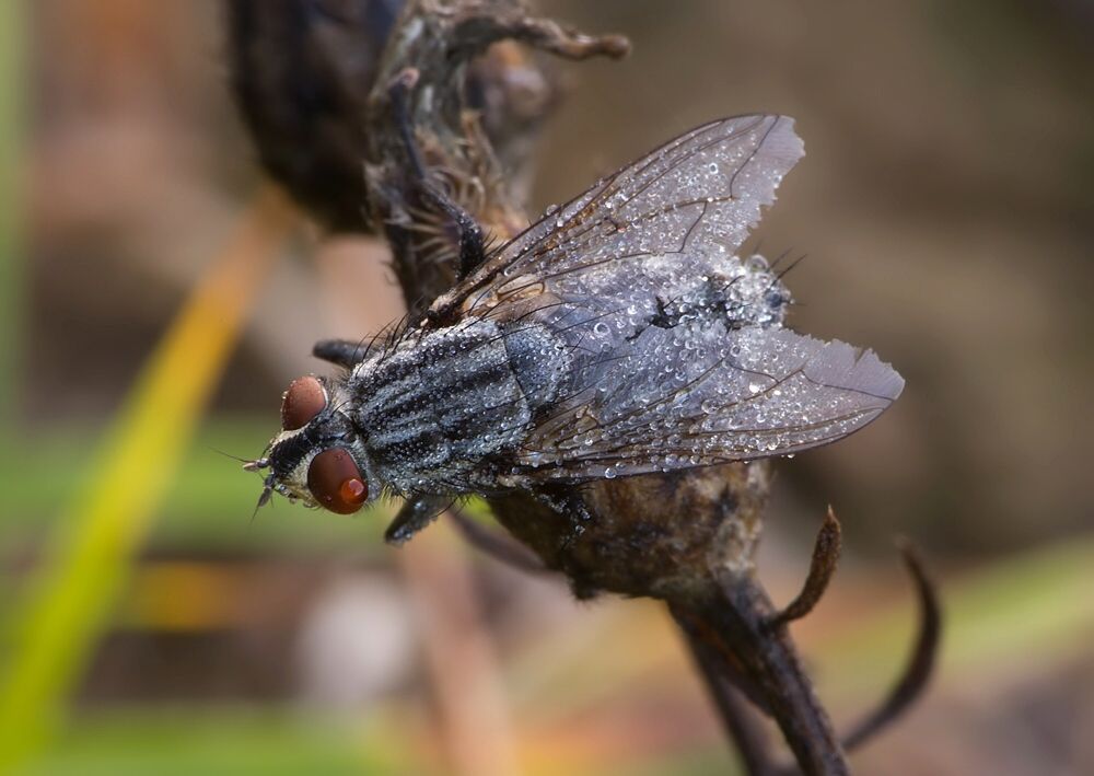 Macronychia polyodon