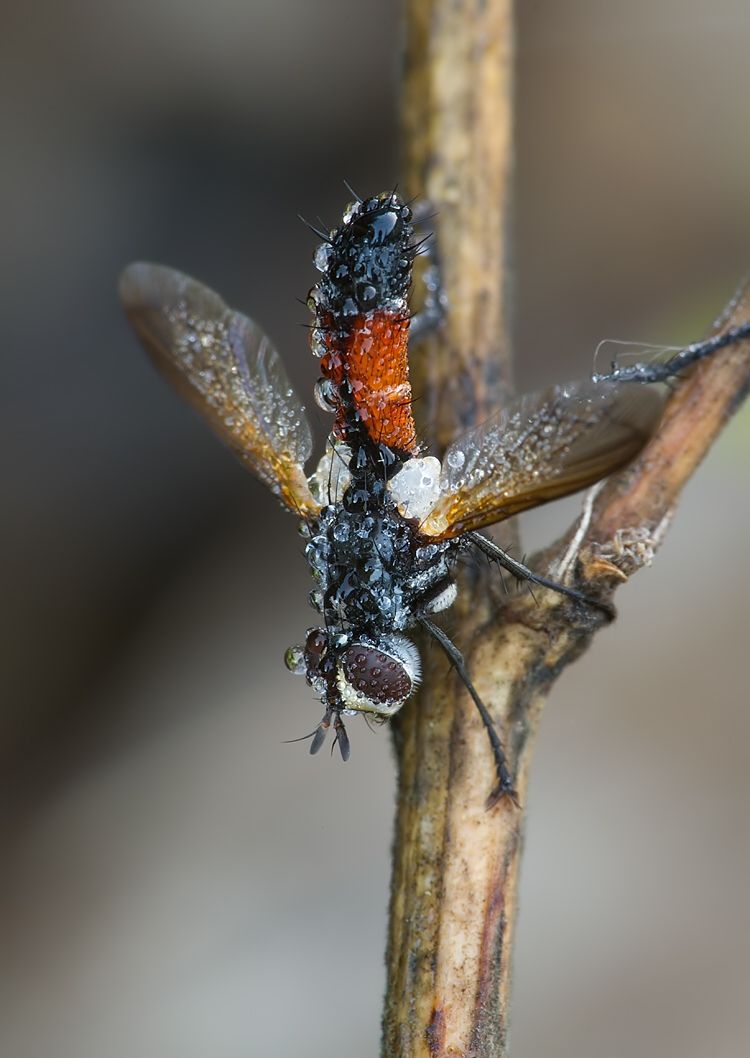 Cylindromyia pusilla